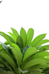 beautiful green leaf texture in springtime, water drop on frangipani leaves