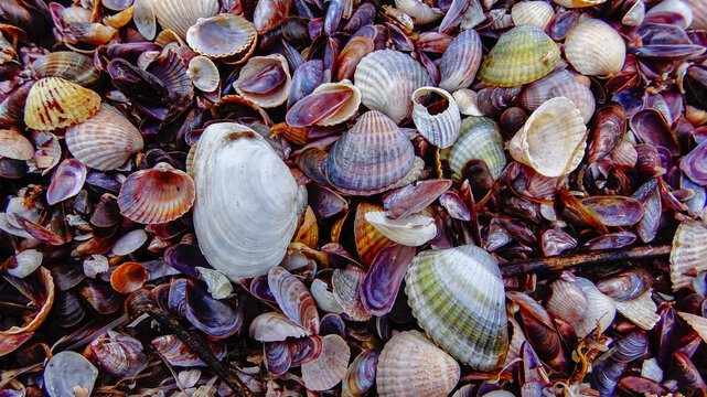 Shells of marine bivalve mollusks in storm discharges on the shore - Mya arenaria, Monodacna sp., Mytilaster  lineatus.
