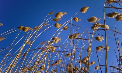 Phragmites australis, the common reed against the blue sky