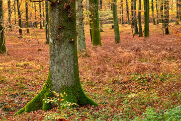 Fototapeta premium Trees, woods and countryside with plants, environment and ecology with sustainability, earth day and leaves. Empty, branch and moss with leafs, natural and textures with adventure, forest and journey