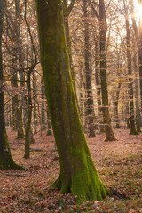 Trees, forest and moss with nature, environment and ecology with sustainability, earth day and leaves. Empty, branch and bark with plants, countryside and textures with adventure, woods and autumn