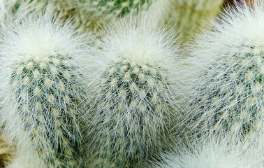 Cleistocactus strausii, cactus with white spines in the collection, close-up