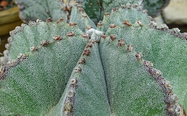 Close-up, cactus Astrophytum sp., in the collection