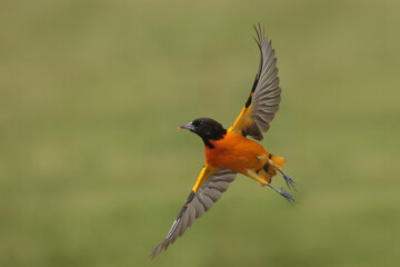 Baltimore Orioles male and females, bird, nature, animal, wildlife, beak, black, red, feather, grass, wild, eye, white, feathers, wings, mating, Baltimore Orioles, taking off and flying, flapping, 