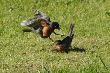 Robins mating in spring