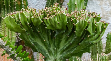 Euphorbia lactea Cristata form, succulent plant from the botanical garden collection, close up
