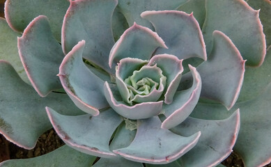 African plant with succulent leaves (Echeveria sp.)