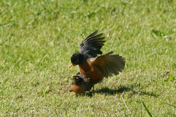 Robins mating in spring