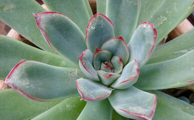 African plant with succulent leaves (Echeveria sp.)