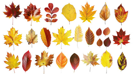 A vibrant assortment of autumn leaves in various shapes and colors, showcasing the beauty of the fall season and nature's rich palette.