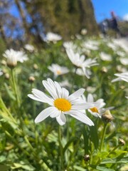 The daisies are in bloom.
