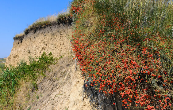 (Ephedra distachya), medicinal herbaceous plant on a clay cliff on the bank of the Tiligul estuary