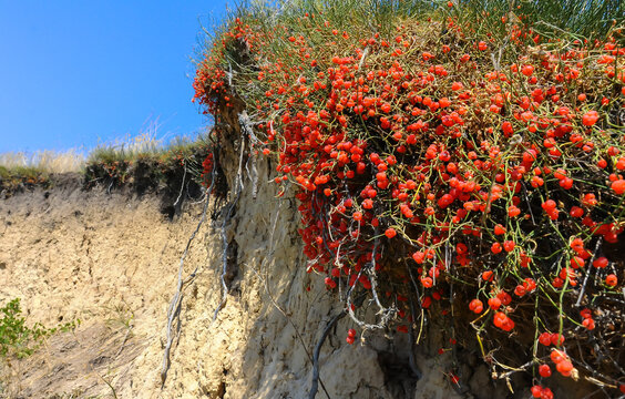 (Ephedra distachya), medicinal herbaceous plant on a clay cliff on the bank of the Tiligul estuary