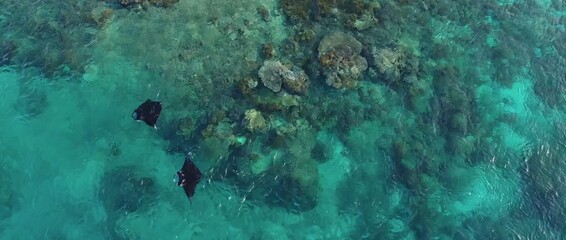 Amazing sighting of stingrays in Komodo National Park, Indonesia.
