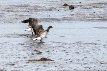 Brent geese in Iceland