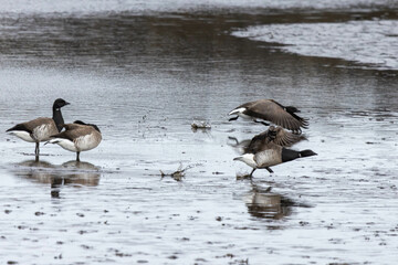 Brent geese start to fly