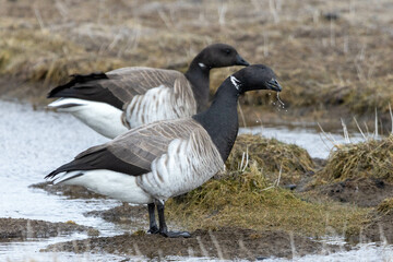 Brent geese in Iceland