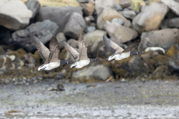 Brent Geese flying in Iceland