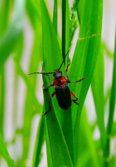 Cantharis fusca, small soft-bodied beetle on green grass