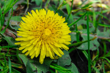 Taraxacum officinale common yellow meadow flowering plant, dandelions flowers in bloom