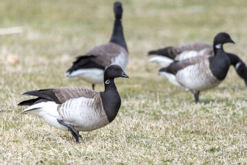 Brent Geese in Iceland in the spring