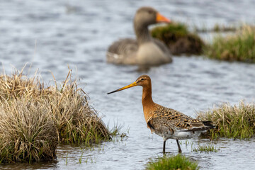 Black-Tailed Godwit and a Greylag goose in Iceland in the spring