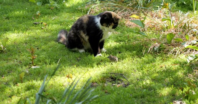 The cat caught the mouse. The cat holds a mouse in its mouth and plays with it.