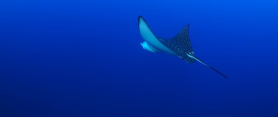 Amazing sighting of stingrays in Komodo National Park, Indonesia.
