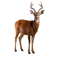 Fototapeta premium isolated white background deer