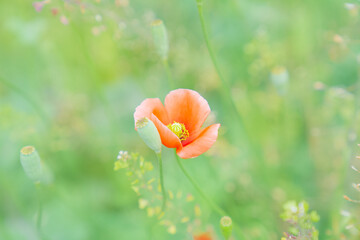 寄り添うポピー