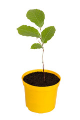 Young tree seedling of beech in a yellow flowerpot isolated on white or transparent background