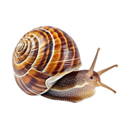 isolated white background of snail