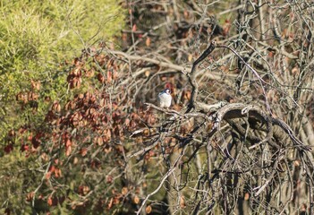 great spotted woodpecker on a branch