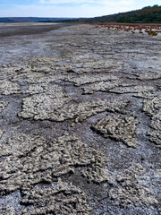 Dried shallow pond and muddy bottom covered with a layer of dry algae, Tiligul estuary, Ukraine