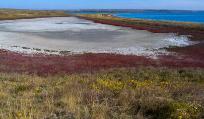 Drying shallow pond and salt-tolerant plants growing around it Soleros, Tiligul estuary