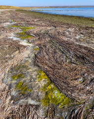 Drying shallow pond and green algae rotting on the shore, Tiligul estuary