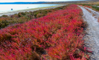 Сommon glasswort (Salicornia europaea), succulent plant with red pigment in autumn on the banks of the Kuyalnk estuary