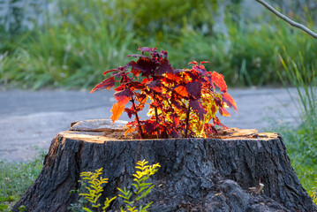 Coleus plant with red leaves grows in a large stump of a sawn tree, Ukraine
