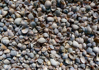 Dry bottom of a reservoir covered with a layer of shells of bivalve mollusks Cerastoderma and Mytilus, Tiligul estuary