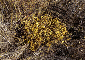 Field mice gathered supplies for the winter from spikelets with seeds on the bank of the Tiligul...