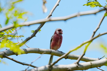 Fototapeta premium 春の公園に飛来した、ベニマシコ