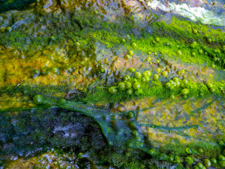 Bubbling freshwater green filamentous algae in rainwater running down rocks on Snake Island