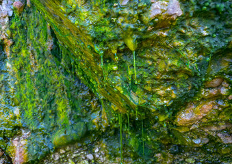 Bubbling freshwater green filamentous algae in rainwater running down rocks on Snake Island