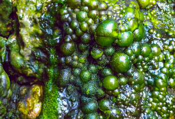 Bubbling freshwater green filamentous algae in rainwater running down rocks on Snake Island