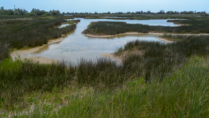 Wetland, Shallow lakes and a swamp overgrown with aquatic vegetation, Kinbur Spit, Ukraine