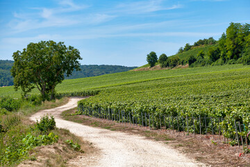 Obraz premium The vineyards in Chateau-Thierry