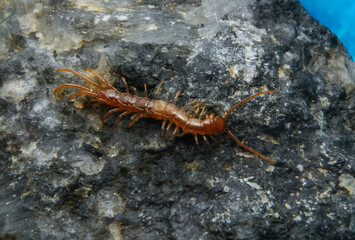 Brown centipedes - Lithobius variegatus, centipede from the Odessa catacombs