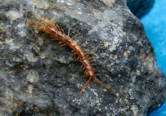 Brown centipedes - Lithobius variegatus, centipede from the Odessa catacombs
