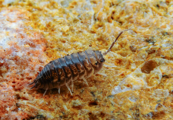 A woodlice (Porcellio sp.), land crustacean from the Odessa catacombs, Ukraine