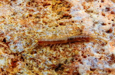Brown centipedes - Lithobius variegatus, centipede from the Odessa catacombs
